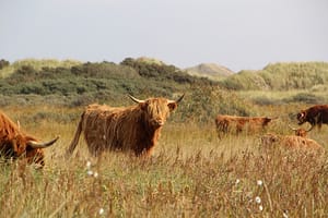 Exploring the Great Outdoors - Highland Cattle